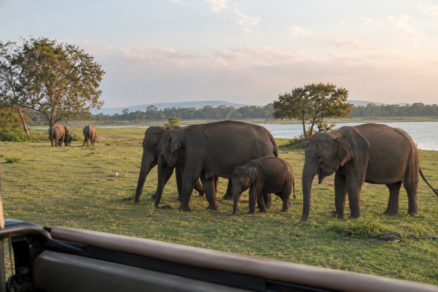 Go Wildlife